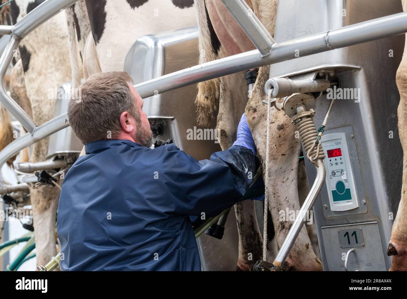 Milcharbeiter, der Milchkühe Melkeinheiten auf Euter in einem Drehstudio anbringt, Dumfries, Vereinigtes Königreich. Stockfoto