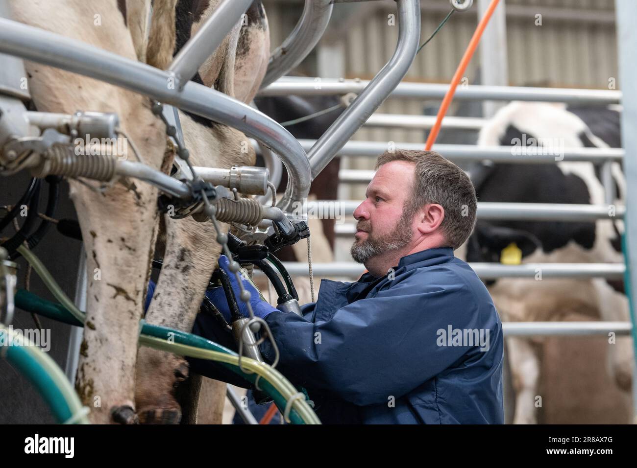 Milcharbeiter, der Milchkühe Melkeinheiten auf Euter in einem Drehstudio anbringt, Dumfries, Vereinigtes Königreich. Stockfoto