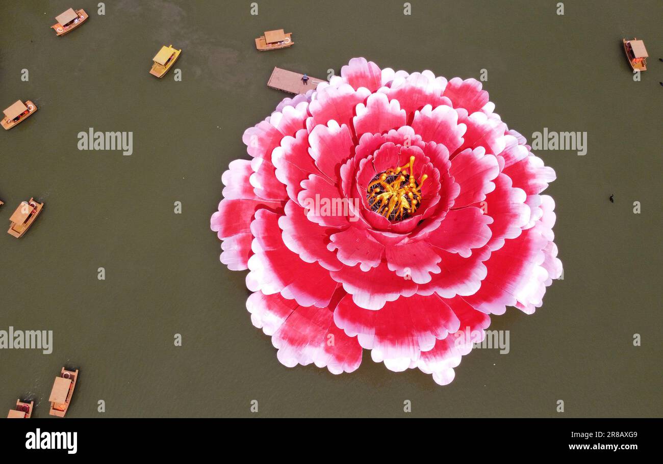 (230620) -- ZHENGZHOU, 20. Juni 2023 (Xinhua) -- Dieses Luftfoto wurde am 16. April 2023 aufgenommen und zeigt eine riesige Pfingstrosenanlage in Luoyang, der zentralchinesischen Provinz Henan. Luoyang, eine antike Hauptstadt in der Provinz Henan im Zentrum Chinas, ist ein umwerfender Name inmitten der herrlichen chinesischen Zivilisation – mit über 4.000 Jahren Geschichte diente die Stadt als Hauptstadt für 13 chinesische Dynastien. Heute ist Luoyang die Heimat von fünf Ruinen der Hauptstadt, sechs UNESCO-Weltkulturerbestätten, 197 Reliktseinheiten unter nationalem und provinziellem Schutz, 9.000 unbewegliche Kulturerbestätten und 1 Stockfoto