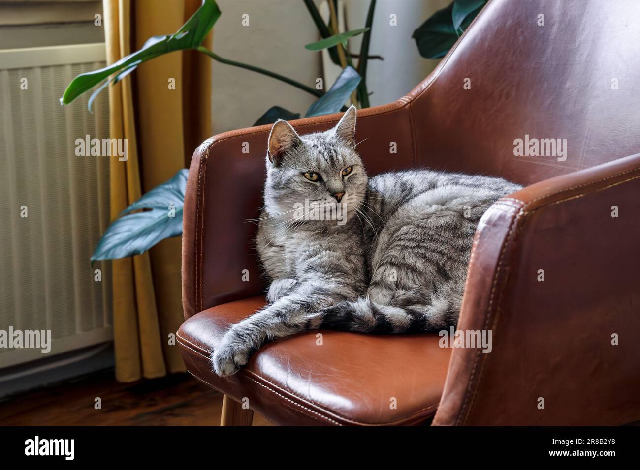 Eine schöne graue Hauskatze mit gelben Augen sitzt in einem braunen Sessel in einem Heim Stockfoto