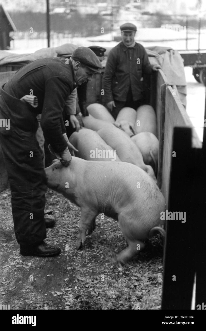 Tatsächlich 2-1950: Zum Courtin 1947-48 transportierten die norwegischen  Eisenbahnen insgesamt 90.230 lebende, unverpackte Tiere, zusätzlich zu  einer beträchtlichen Anzahl von Tausenden, die in Kisten verschickt wurden.  Die meisten dieser Tiere waren für