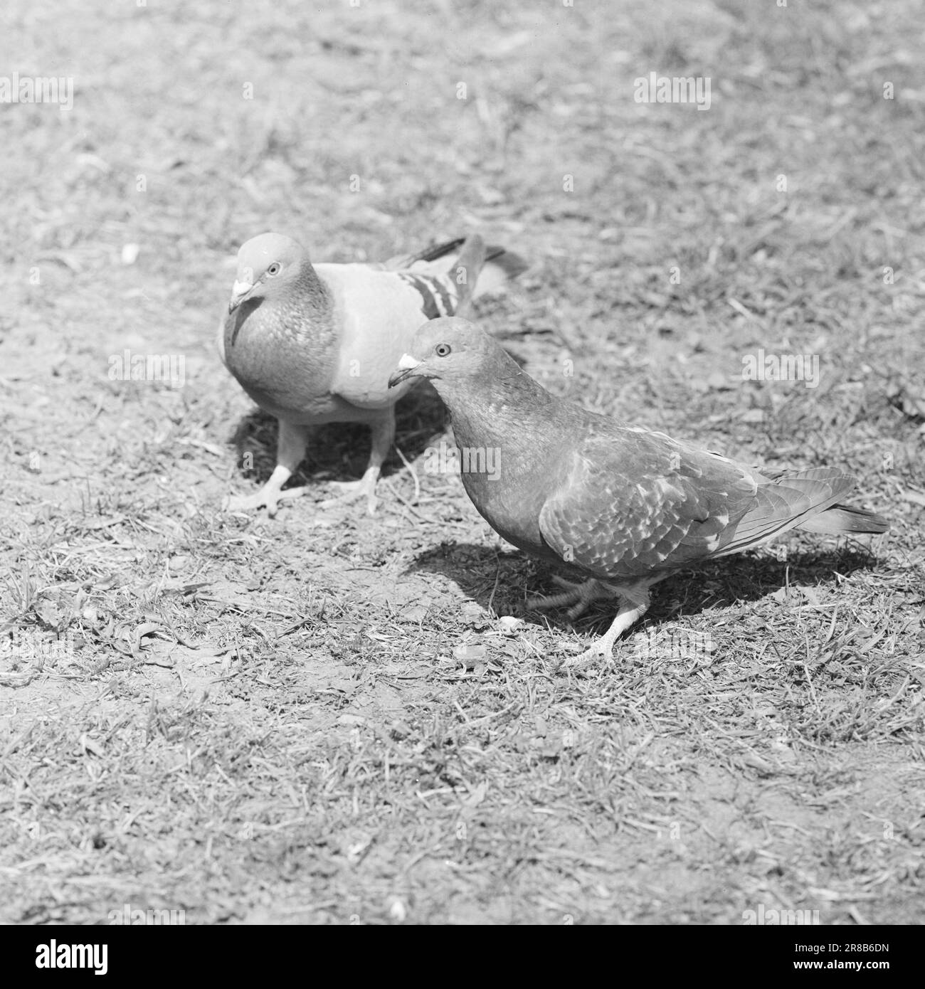 Aktuell 22-1-1960: Man muss im Mai zwei sein, vielleicht dieser Drang, zwei zu sein und schließlich noch mehr Lügen in der menschlichen Natur zu werden. Foto: Ivar Aaserud / Aktuell / NTB ***FOTO NICHT ABGEBILDET*** Stockfoto