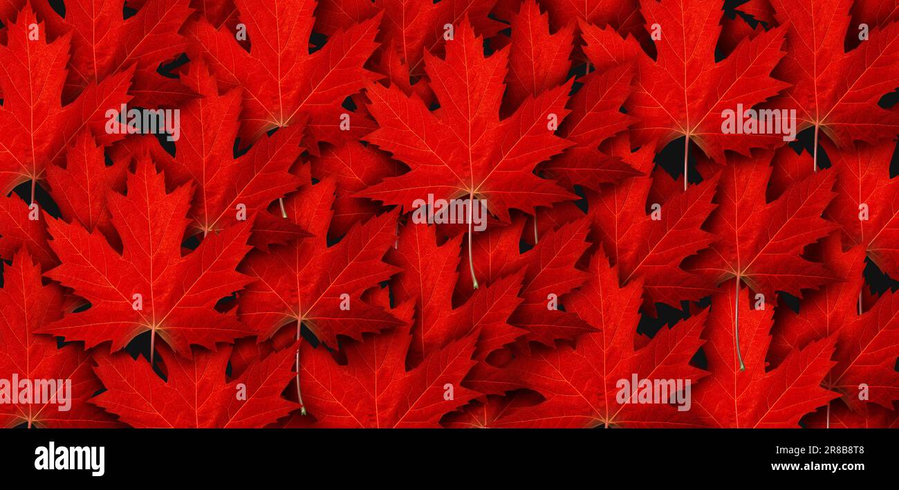 Rotes Ahornblatt Hintergrund und Herbstlaub Symbol als saisonales Konzept als Symbol des Herbstwetters oder Symbol für Canada Day und Kanada Stockfoto
