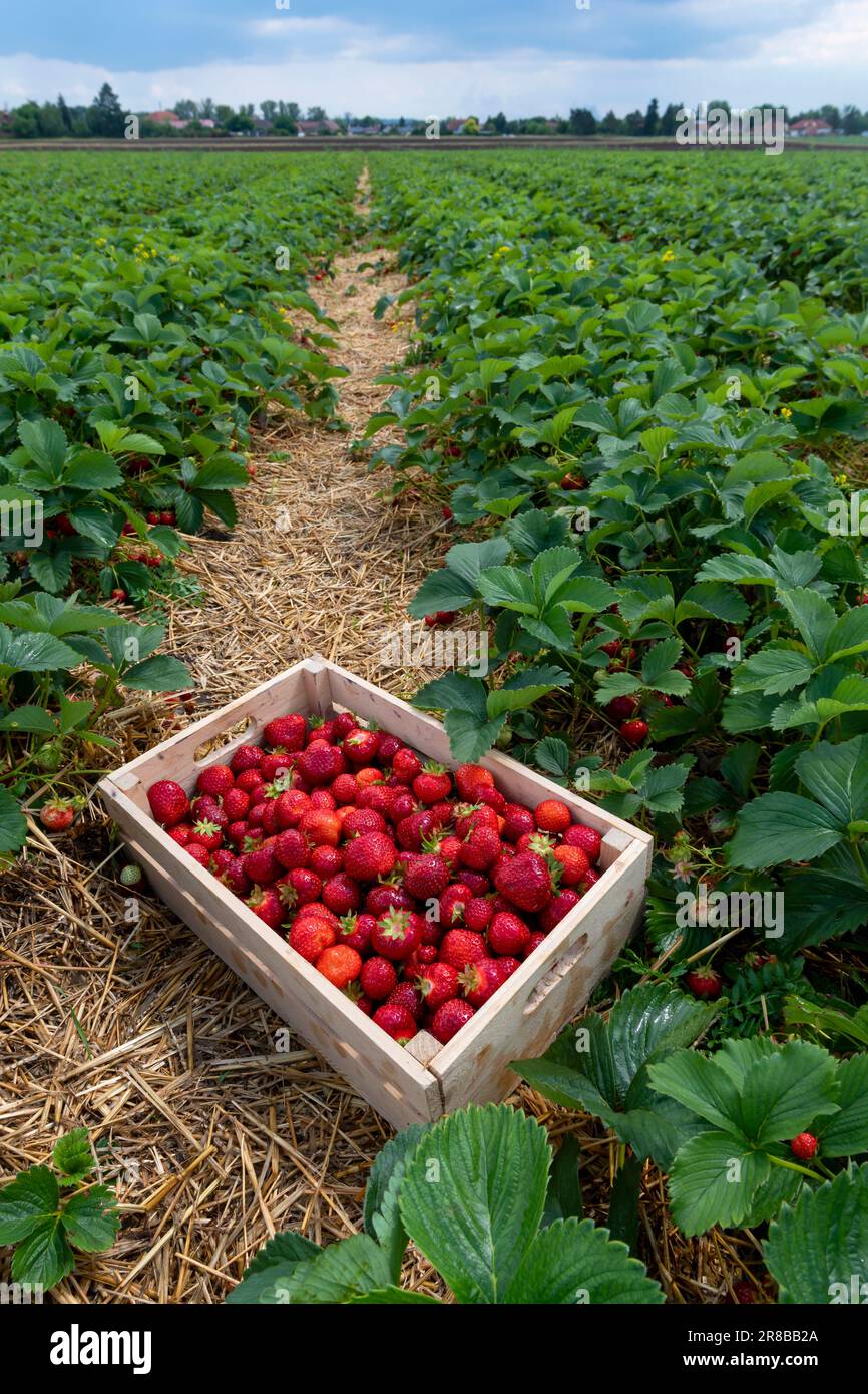 Eine Schachtel mit Erdbeeren auf dem Feld Stockfoto
