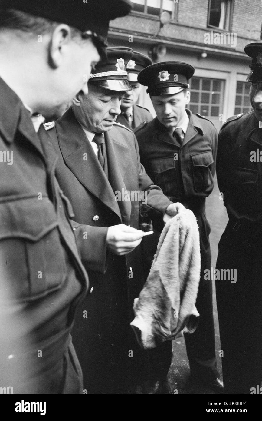 Derzeit 6-10-1960: Lebensgefährliche Bekleidung schrecklich entzündliche Textilien sind im Handel: Silvermohair. Achten Sie auf den Namen und denken Sie nicht daran, einen Pullover mit dieser Marke zu kaufen. Zu viel für eine entzündliche Kleidung ist hoffentlich nicht im Handel erhältlich. Silbermohair hat nichts mit normalem Mohair zu tun. Echtes Mohair wird aus Ziegenwolle gesponnen, silbernes Mohair dagegen aus Rayon. Foto: Sverre A. Børretzen / Aktuell / NTB ***FOTO NICHT IMAGE PROCESSED*** Stockfoto