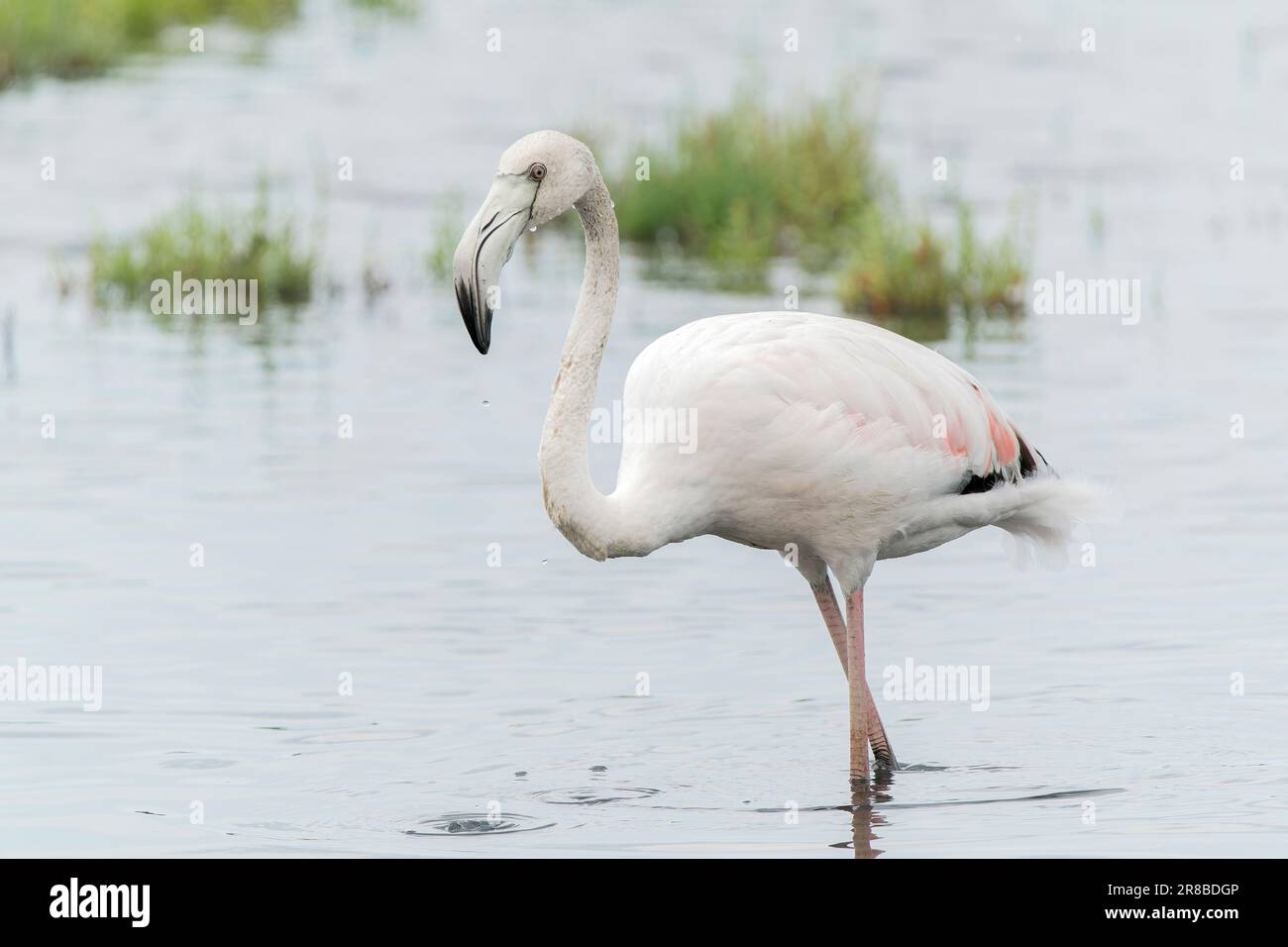 Großflamingo, Phoenicopterus roseus, Fütterung von Jungvögeln beim Spaziergang im flachen Wasser, S'Albufera-Reservat, Mallorca, Spanien Stockfoto