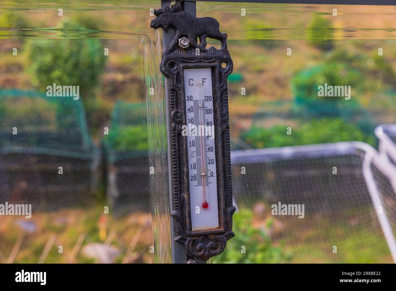 Nahaufnahme des Thermometers zur Anzeige der Lufttemperatur im Gewächshaus am Sommertag. Stockfoto