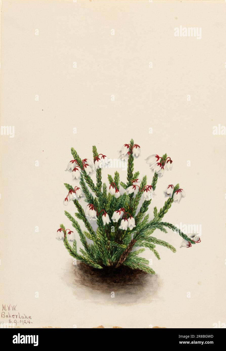 Rocky Mountain Cassiope (Cassiope mertensiana) 1924 von Mary Vaux Walcott, geboren in Philadelphia, PA 1860-gestorben St. Andrews, New Brunswick, Kanada 1940 Stockfoto