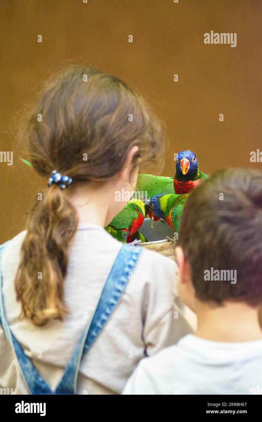 Unerkennbarer Junge und Mädchen, die ein paar sehr bunte Papageien anschauen Stockfoto