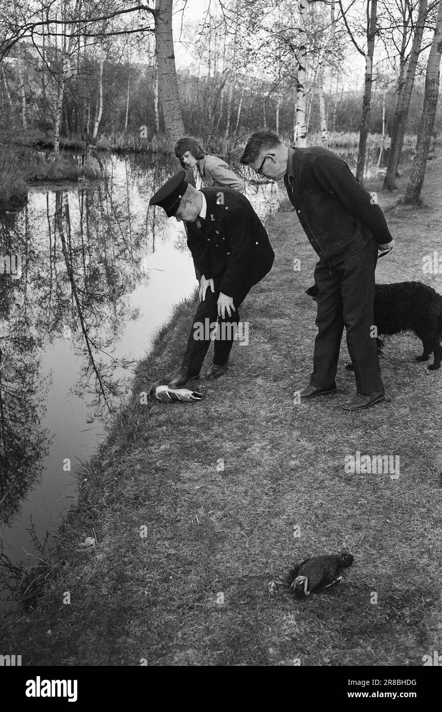 Tatsächlich 22 - 2 - 1974: DUS mit der Police Die Bezirkspolizei ist ein seltsames Phänomen, das als eine Art Pufferzone zwischen dem gewöhnlichen Polizisten und dem Jungen auf der Straße agiert. Der Zweck besteht in erster Linie darin, Verbrechen zu verhindern. Current ist bei den Offizieren Helge Løhren und Lars Stubstad. Die Wilderei von Vögeln ist ein ernstes Problem in der Østensjøvannet. Foto: Ivar Aaserud / Aktuell / NTB ***FOTO NICHT ABGEBILDET*** Stockfoto