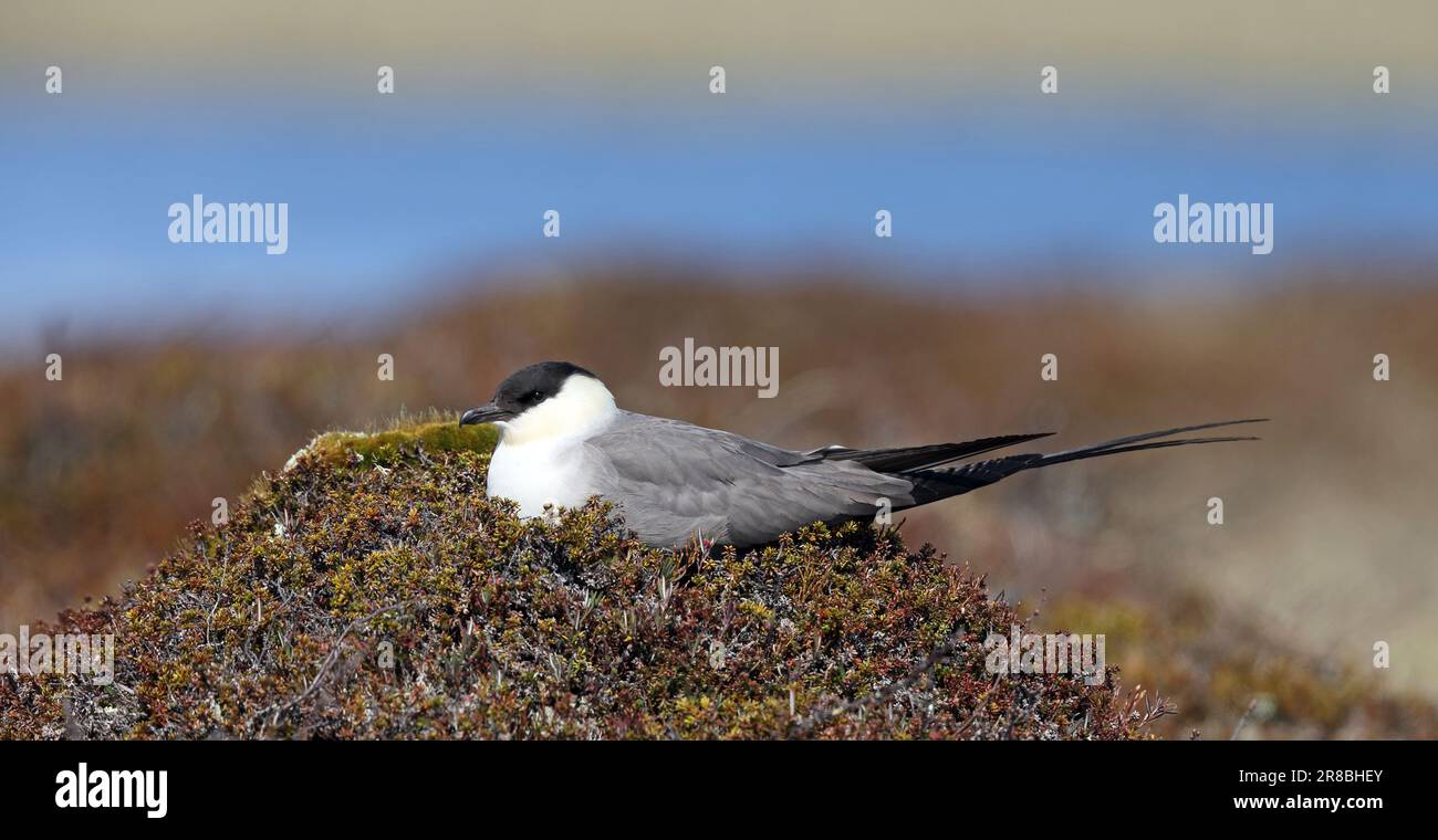 langschwanzjäger Lyngsta auf dem Nest bei Tundra Stockfoto