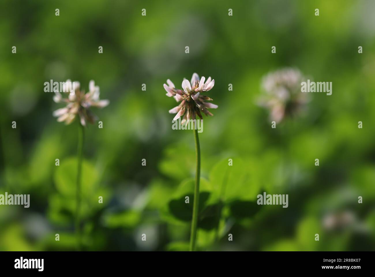 Kleeblümchen im Gras Stockfoto