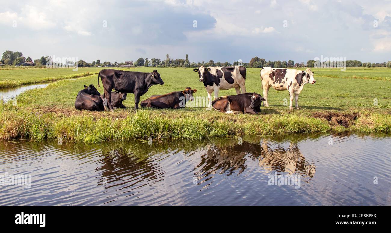 Kühe am Ufer eines Bachs, eine Gruppe, die in einer Landschaft von flachem Land und Wasser liegt und steht, ein Horizont und blauer Himmel mit Wolken. Stockfoto