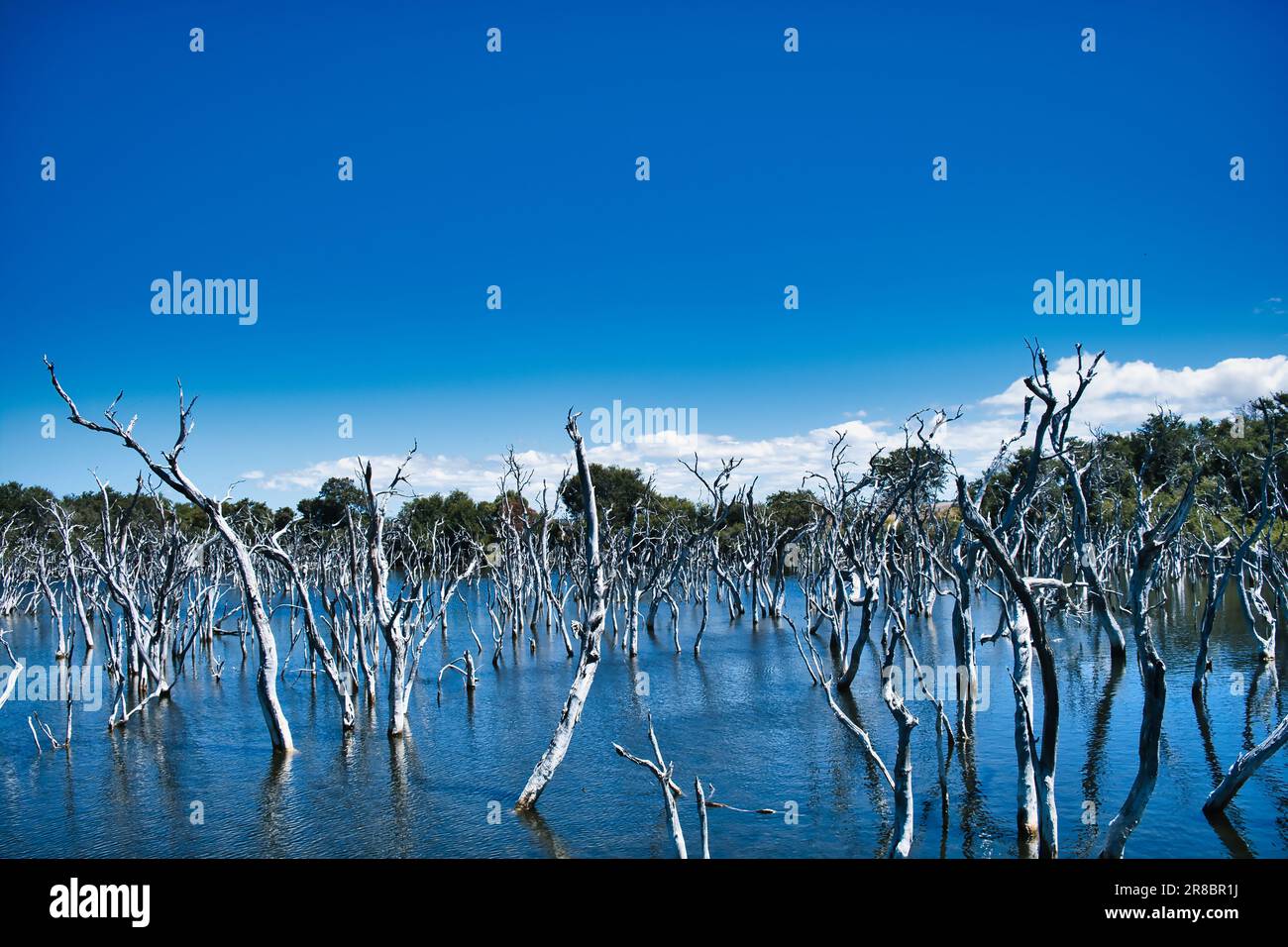 Aufgrund der Entwaldung sickerte mehr Wasser in einen ehemaligen Sumpf, bildete einen See und tötete die Bäume. Woody Lake, Esperance, Westaustralien. Stockfoto