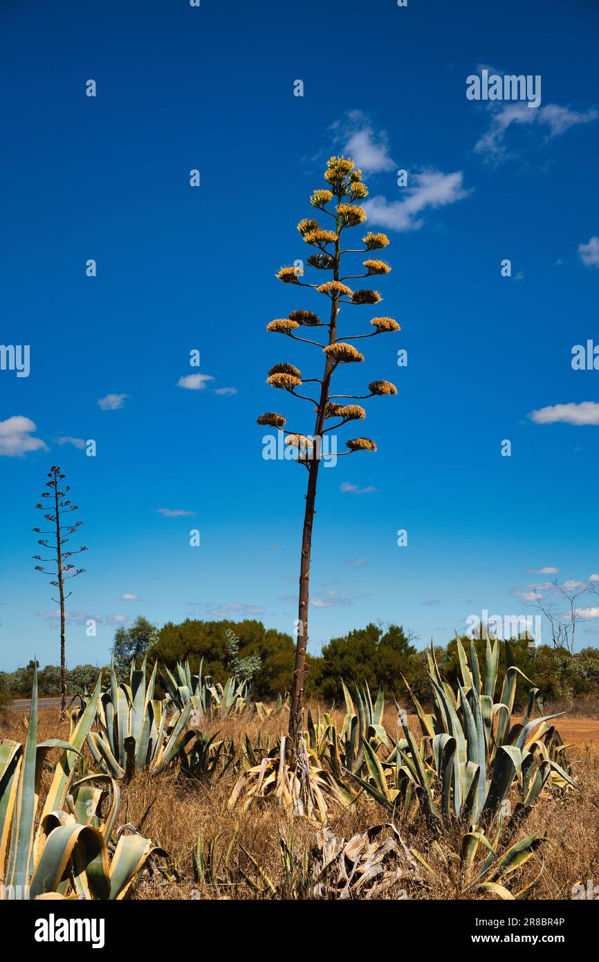 Agaven blhen -Fotos und -Bildmaterial in hoher Auflsung  Alamy