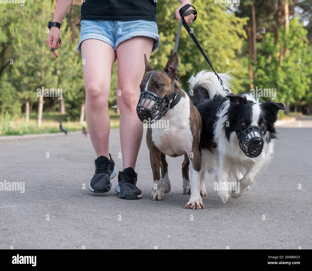 Der Besitzer führt zwei Hunde an der Leine mit einem Maulkorb aus ...