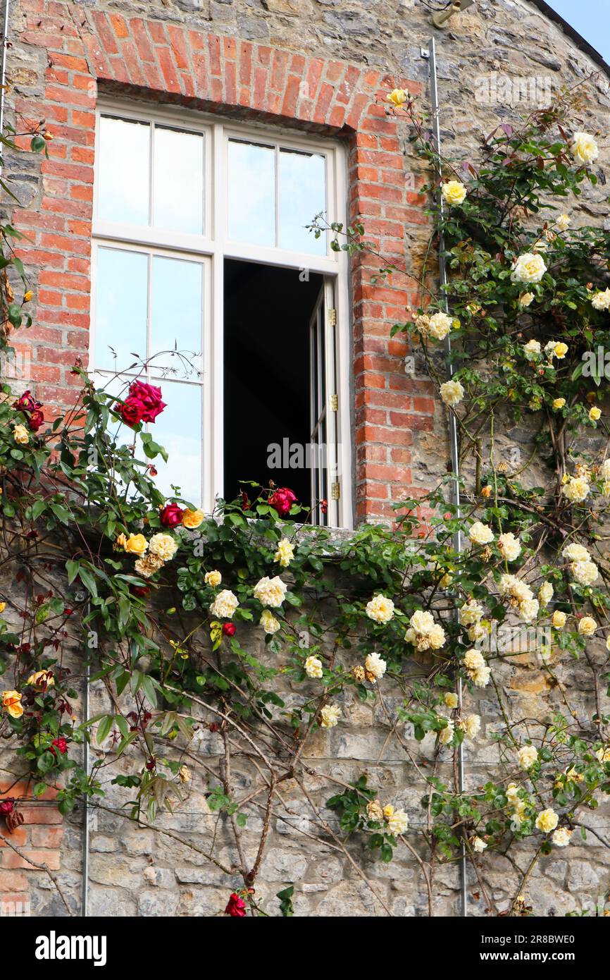 Ein Landhaus mit offenem Fenster und rosa-gelben Rosen an einer Steinmauer Stockfoto