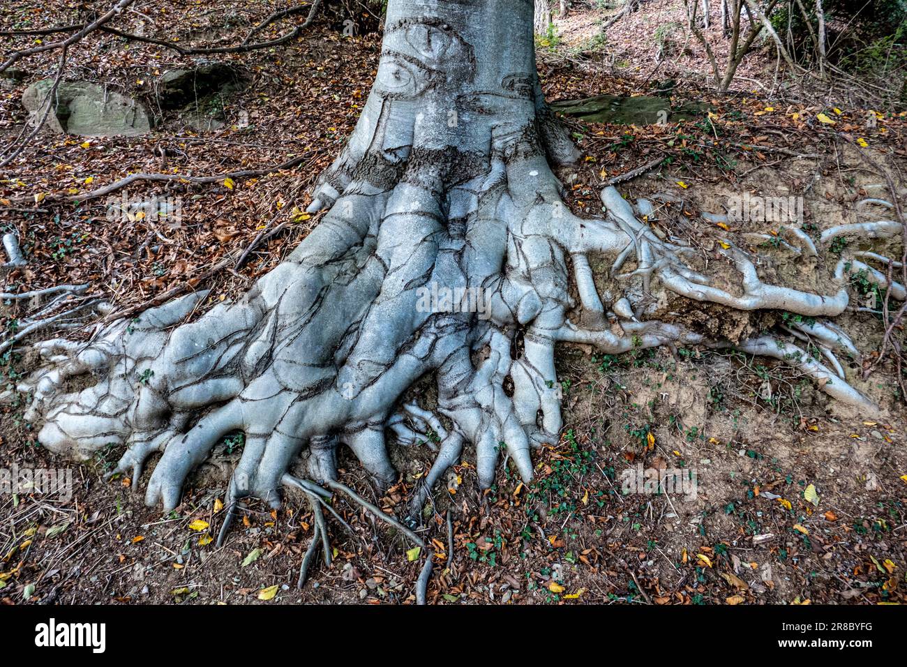 Ein malerischer Blick auf einen Baum von unten, der die knorrigen und gewundenen Wurzeln des Baumes zeigt, die sich nach außen und nach oben erstrecken Stockfoto