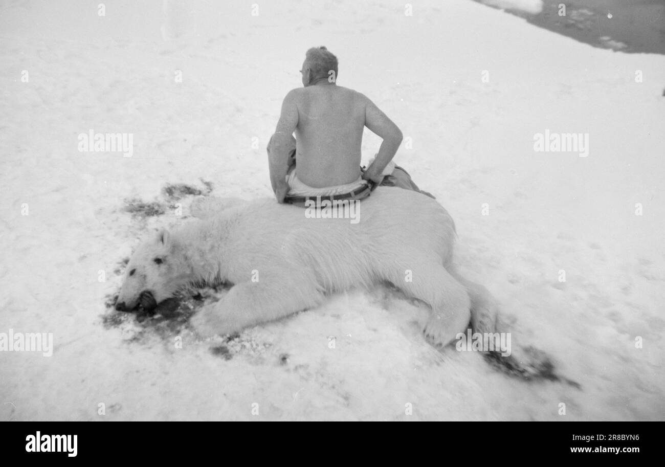 Tatsächlich 34-2-1960: Grausame Tierquälerei die Eisbärjagd der Touristen: Im Sommer fahren wohlhabende Touristen auf der „Arktischen Safari“ mit dem Tromsø-Schoner „Havella“ nach Svalbard. Da oben haben sie Spaß beim Schießen von Eisbären. Aber viele der „Jäger“ haben wenig Schießgeschick, also werden Bären verletzt. Die "Jäger" jagen auch halb ausgewachsene Tiere und verwaiste Bärenjungen. Ist diese Tierquälerei unseres Touristenverkehrs würdig? Mit vielen Schüssen und viel Blei haben die mutigen „Jäger“ den König des Eismeers zu Fall gebracht. Er ist wehrlos, wenn er auf See gejagt wird und das Schiff mit großer Geschwindigkeit einläuft. P Stockfoto