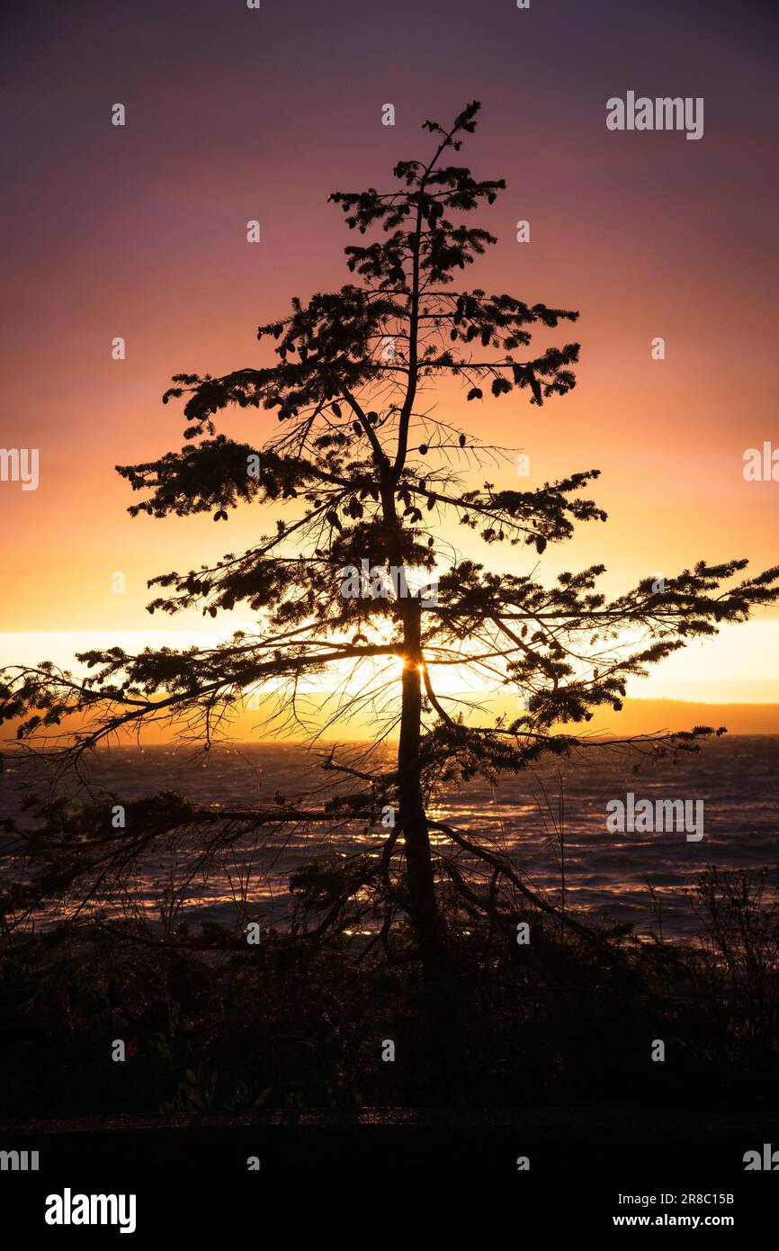 Baumsilhouette bei Sonnenuntergang im Cama Beach State Park. Camano Island, Washington, im pazifischen Nordwesten, USA. Stockfoto
