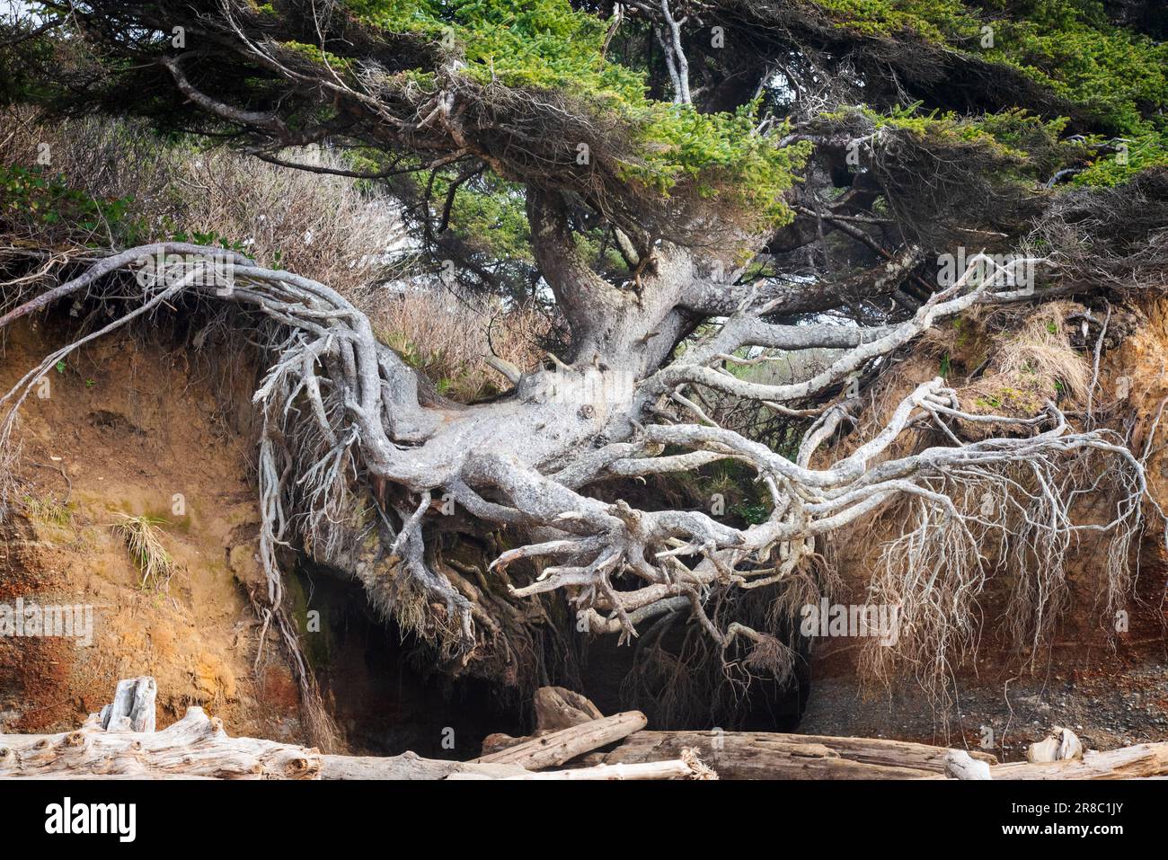 Kalaloch Tree of Life (auch bekannt als Kalaloch Tree Root Cave) befindet sich in Forks, Washington, USA. Seine Wurzeln liegen über einem erodierenden Flussbett. Stockfoto