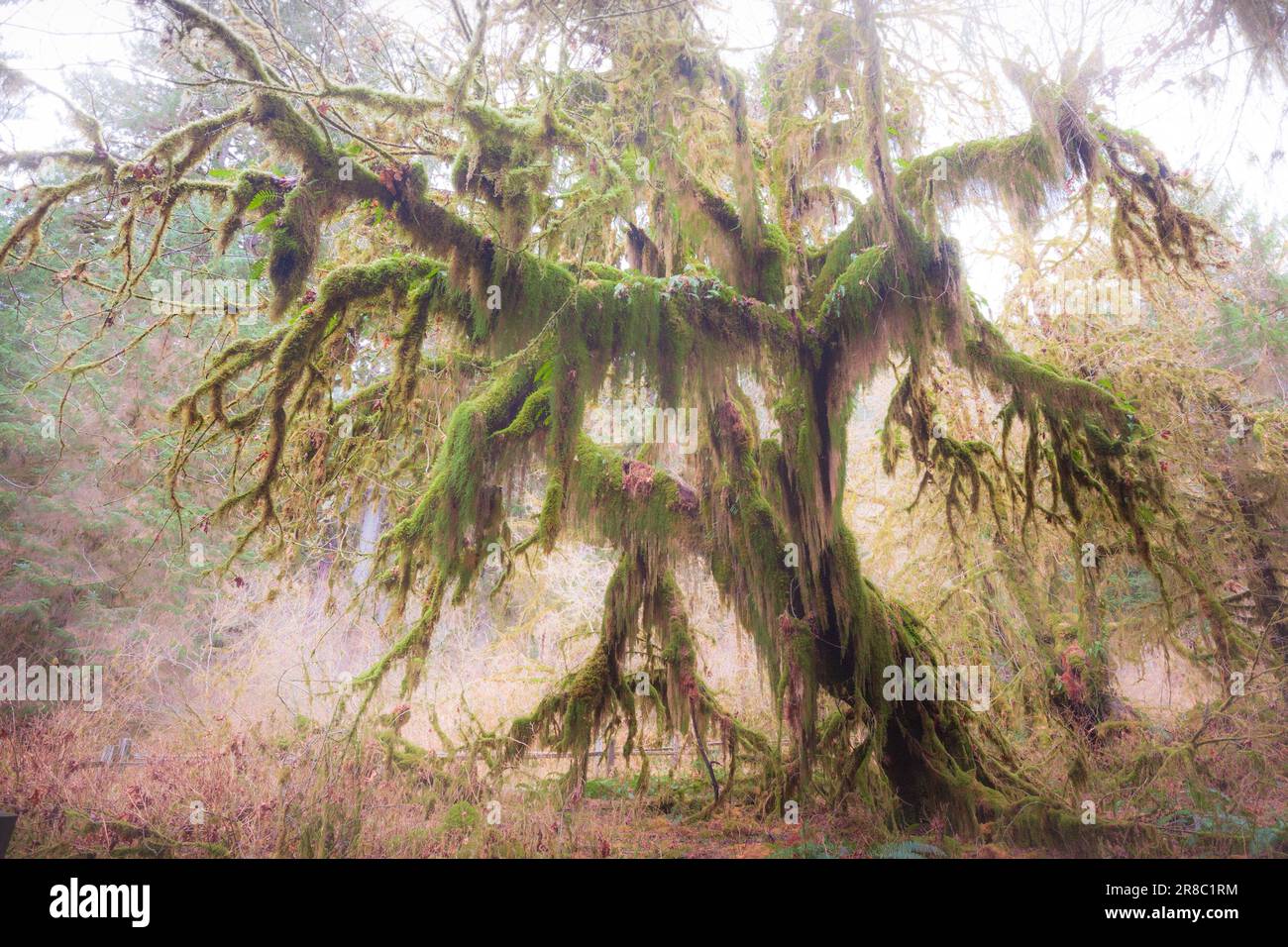 Großer Ahornbaum bedeckt mit Moos in der Hall of Mosses im Hoh Rainforest, Olympic Peninsula, Washington State, USA. Stockfoto