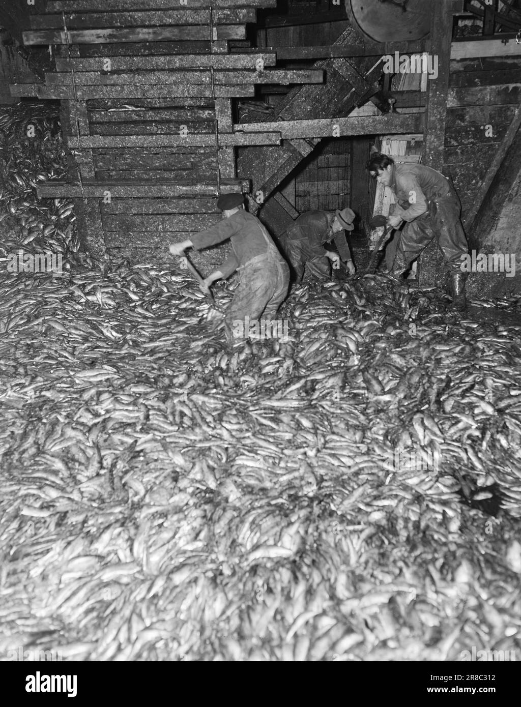 Aktuell 07-1950: Die Industriestadt Stadthavet. Aksel Sandemose und der Fotograf Sverre A. Børretzen nahmen an der diesjährigen Heringsfischerei Teil, 5 Tage lang waren sie an Bord der Spinnerin „Fisk“. In der Fabrik in Fosnavåg wird Hering zu Öl und Mehl im gleichen Tempo wie vier gut ausgebildete Männer verschlungen, aber ebenso gut wächst der Haufen hinter den Jungs mit unheimlicher Geschwindigkeit und beträgt 125.000 Hektoliter innerhalb einer Woche. Aber dann ist es auch absolut unmöglich, mehr zu akzeptieren. Foto: Sverre A. Børettzen / Aktuell / NTB ***FOTO NICHT IMAGE PROCESSED*** Stockfoto