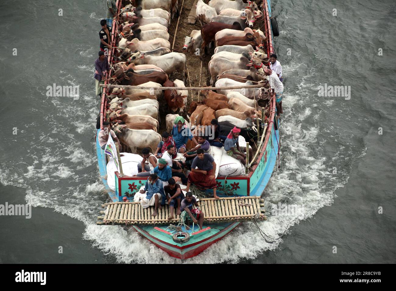 Viele Kühe kommen aus verschiedenen Bezirken von Bangladesch nach Dhaka Stadt mit dem Boot vor Eid-al Adha, Dieses Fest der muslimischen Menschen opfern Kühe und Stockfoto
