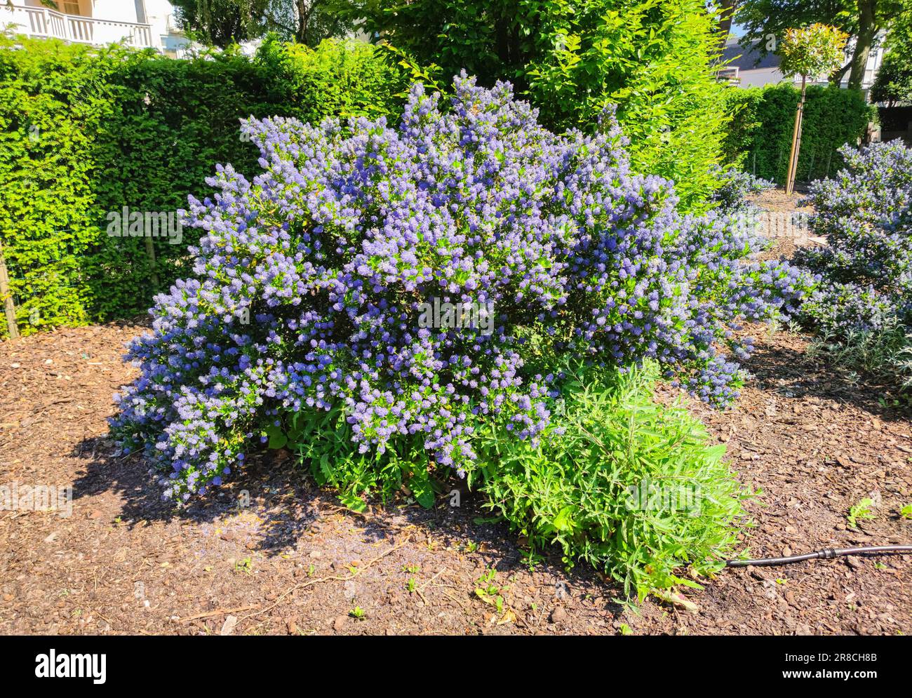 Sträucher mit kleinen violetten bis blauen Blumen in einem Garten Stockfoto