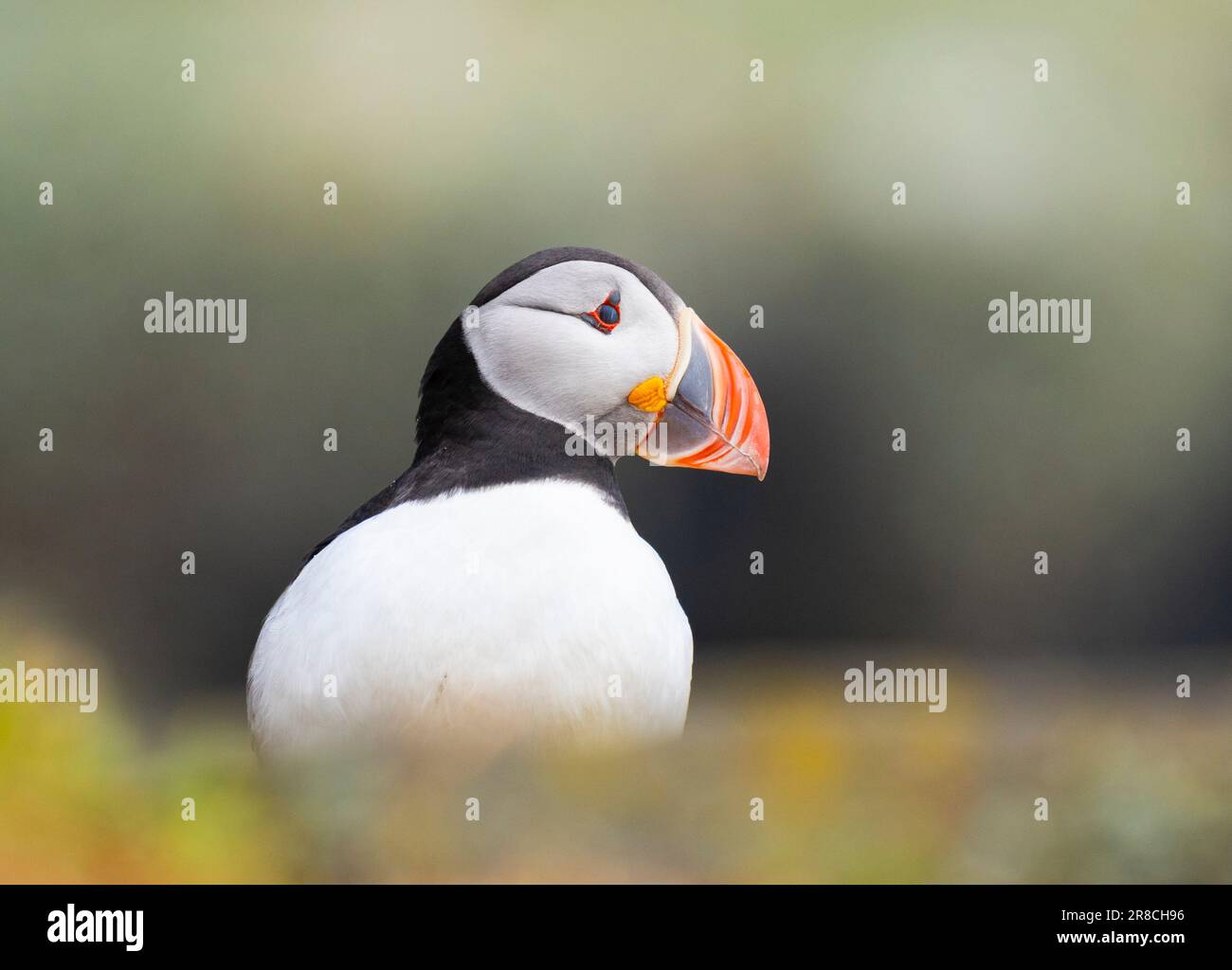 Im Sommer auf dem Vogelschutzgebiet der Isle of May, Firth of Forth, Fife, Schottland, Vereinigtes Königreich Stockfoto