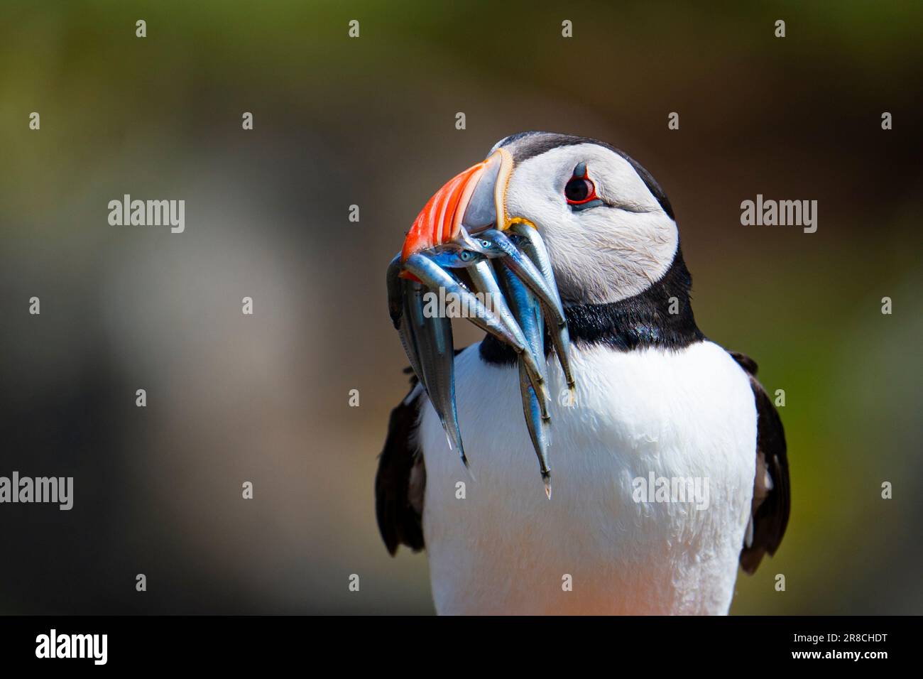 Atlantische Papageientaucher mit Sandaalen (Fratercula arctica) im Vogelschutzgebiet der Insel Mai und im Sommer Naturschutzgebiet Firth of Forth, Fife, Schottland, U Stockfoto