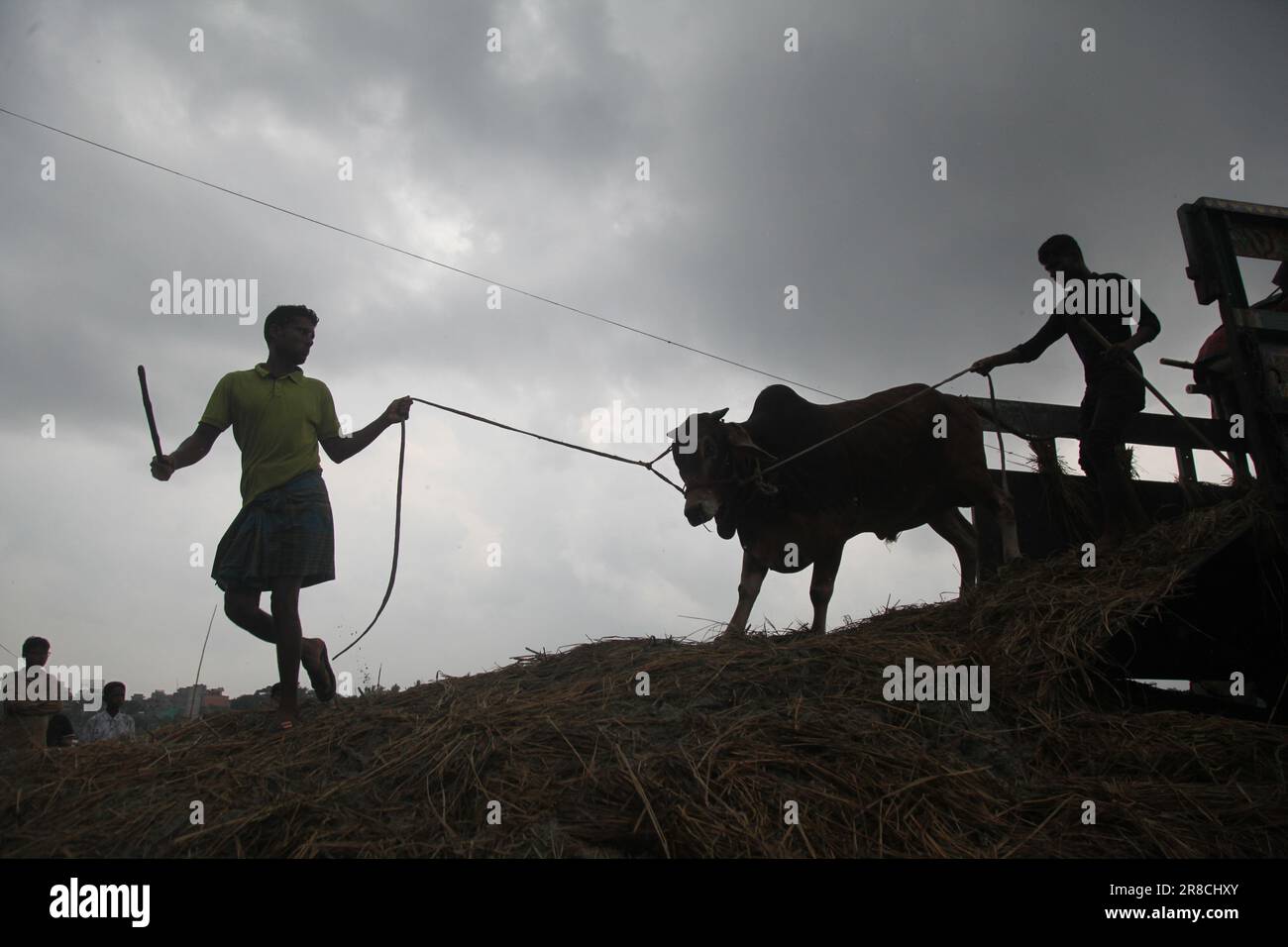 Viehhändler, die vor dem Eid al-Adha-Fest oder dem "Opferfest" in Dhaka, Bangladesch, Ochsen aus einem Lastwagen in der Nähe eines Viehmarktes ausladen Stockfoto