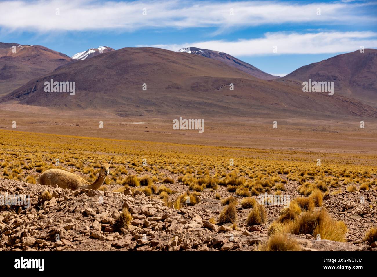 Beobachten Sie einen Vikuna, während Sie die malerische Lagunenroute durch die abgelegene Fauna Andina Eduardo Avaroa National Reserve im bolivianischen Altiplano fahren Stockfoto