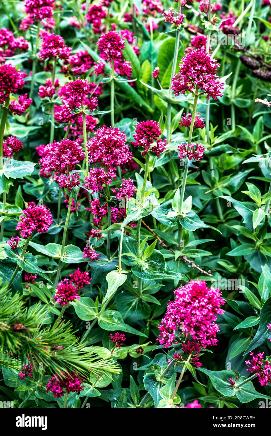 Centranthus ruber, der rote Baldrian, Sporenbaldrian, Küsschen-mich-schnell, Fuchsbürste, Teufelsbart oder Jupiterbart ist eine beliebte Gartenpflanze Stockfoto