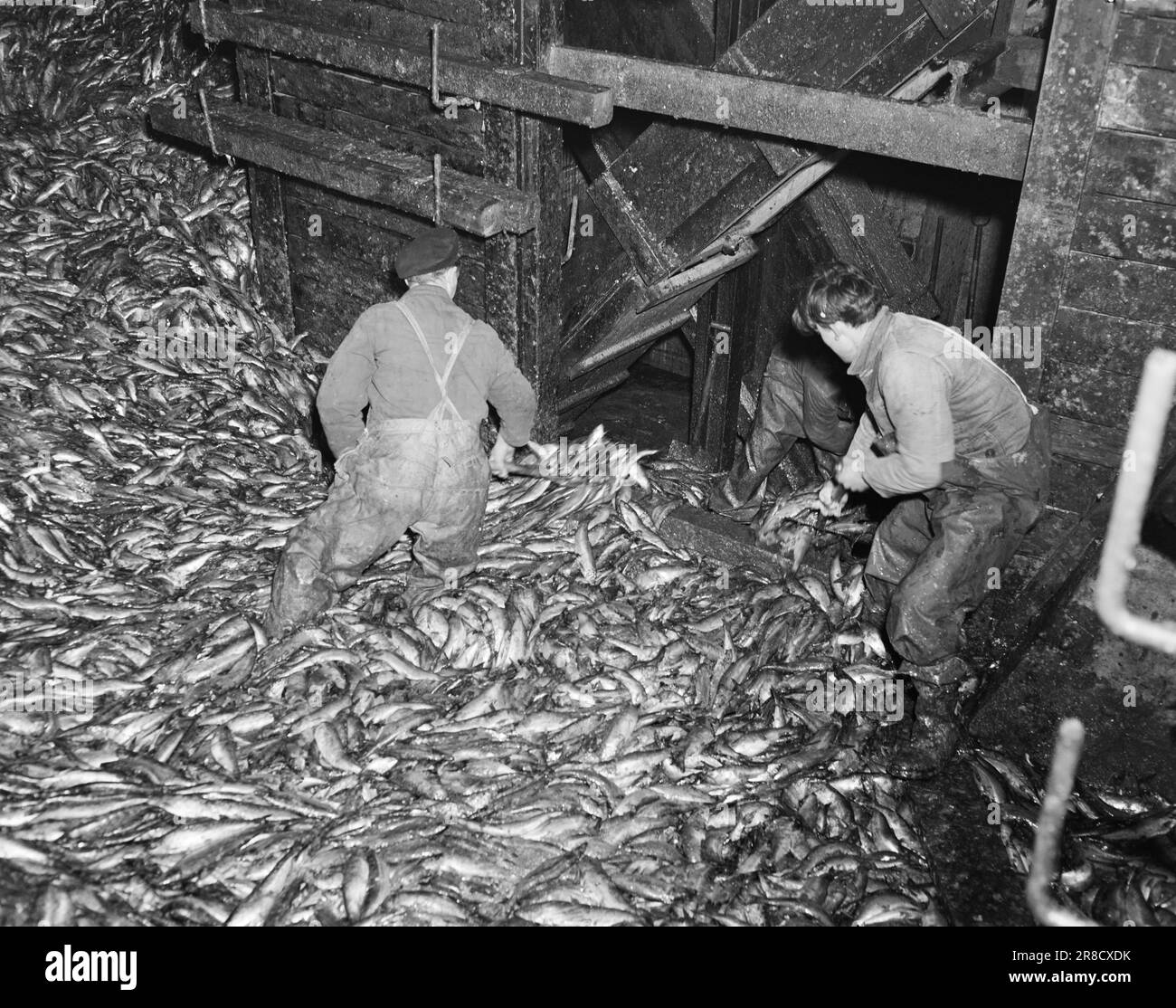 Aktuell 07-1950: Die Industriestadt Stadthavet. Aksel Sandemose und der Fotograf Sverre A. Børretzen nahmen an der diesjährigen Heringsfischerei Teil, 5 Tage lang waren sie an Bord der Spinnerin „Fisk“. In der Fabrik in Fosnavåg wird Hering zu Öl und Mehl im gleichen Tempo wie vier gut ausgebildete Männer verschlungen, aber ebenso gut wächst der Haufen hinter den Jungs mit unheimlicher Geschwindigkeit und beträgt 125.000 Hektoliter innerhalb einer Woche. Aber dann ist es auch absolut unmöglich, mehr zu akzeptieren. Foto: Sverre A. Børettzen / Aktuell / NTB ***FOTO NICHT IMAGE PROCESSED*** Stockfoto