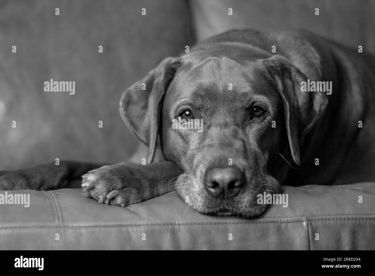 Eine Graustufenaufnahme eines niedlichen Hundes, der auf dem Sofa liegt Stockfoto