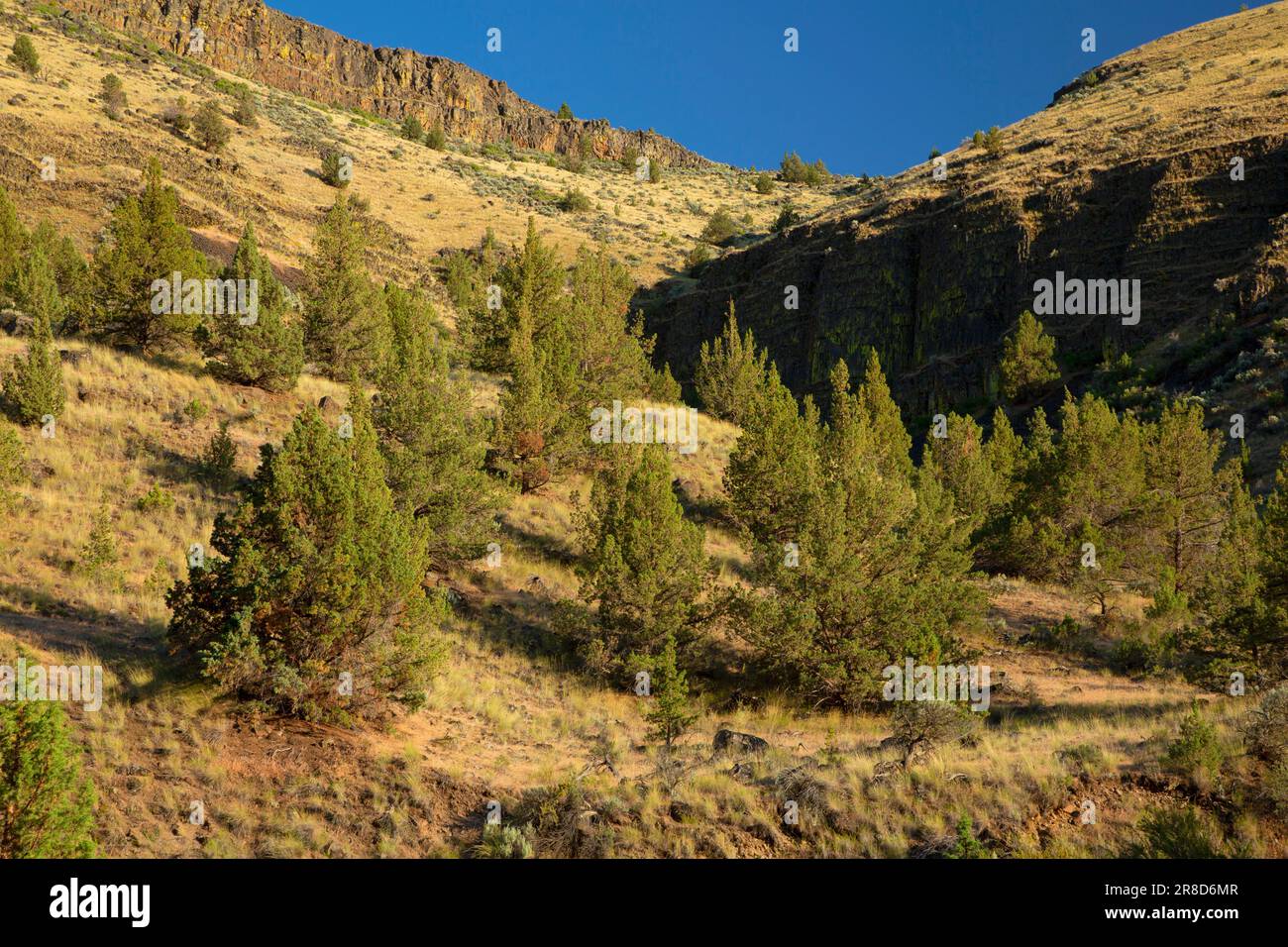 Juniper Grassland Slope vom Trout Creek Trail, Deschutes Wild and Scenic River, Prineville District Bureau of Land Management, Oregon Stockfoto