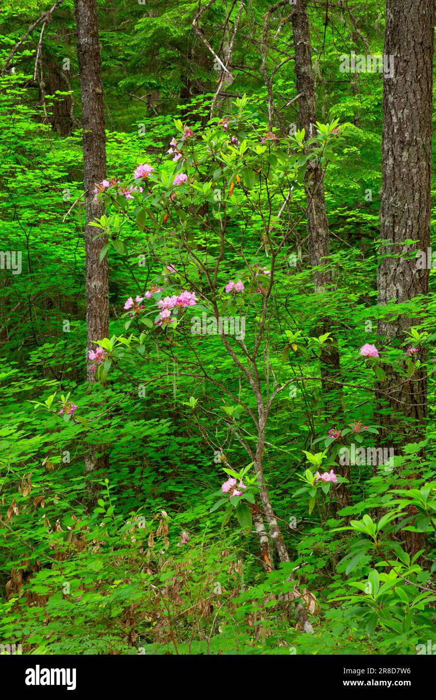 Pacific Rhododendron (Rhododendron macrophyllum), Mt Hood National Forest, Oregon Stockfoto