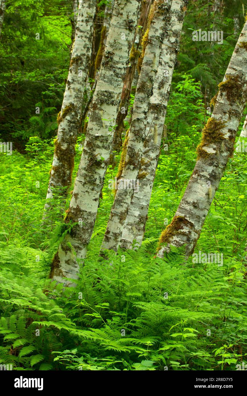 Red Erle (Alnus rubra) entlang des Lost Creek Nature Trail, Mt Hood National Forest, Oregon Stockfoto