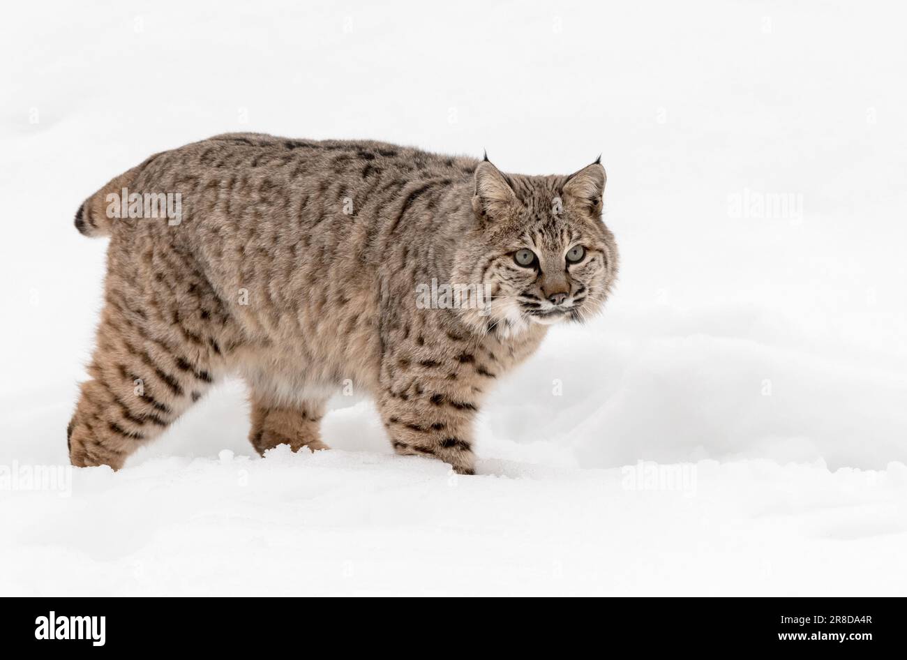 Bobcat, Lynx rufus, Montana Stockfoto