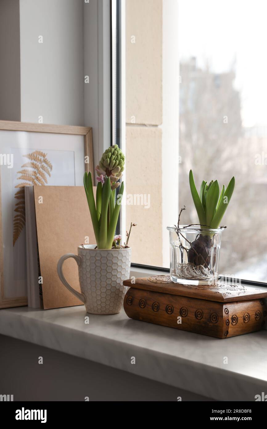 Wunderschöne bulbusförmige Pflanzen auf Fensterbank drinnen. Frühling Stockfoto