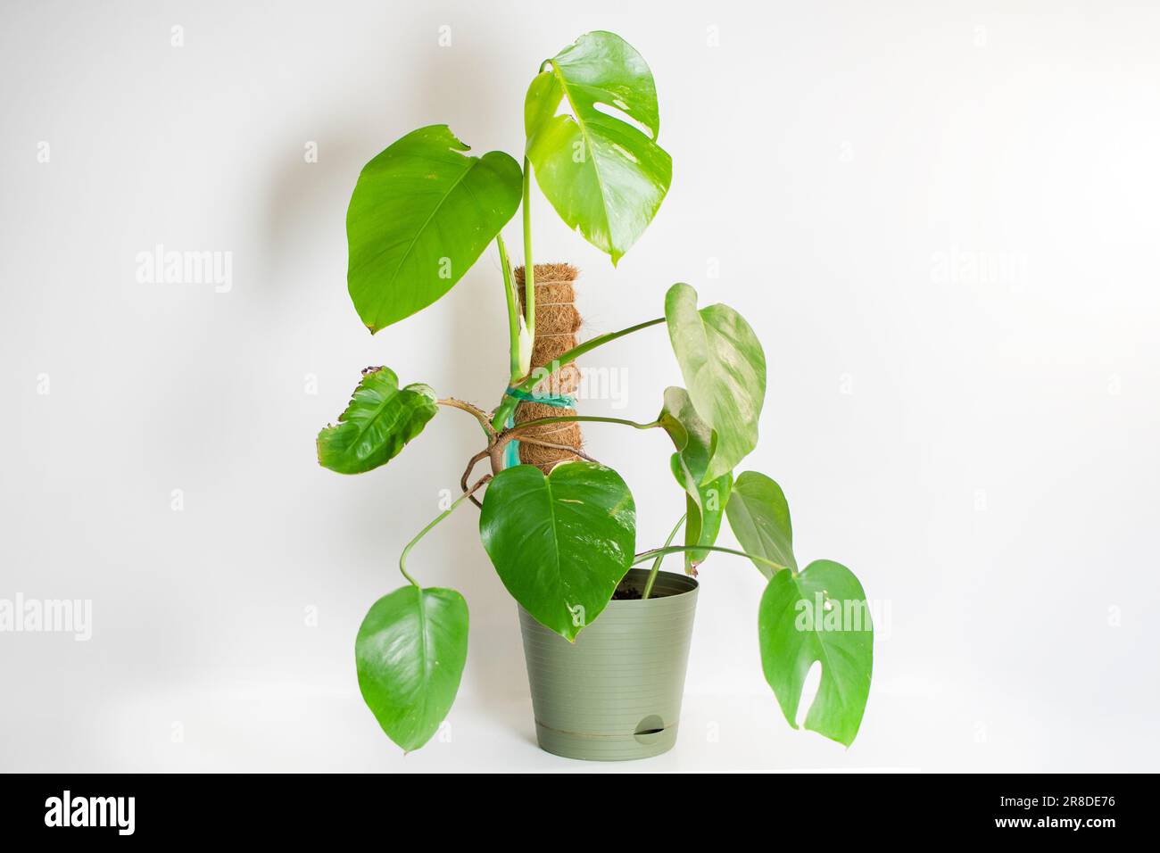 Monstera Deliciosa Albo. Seltene Pflanzen. Variegierte Pflanze. Trendigende  Hauspflanze Stockfotografie - Alamy