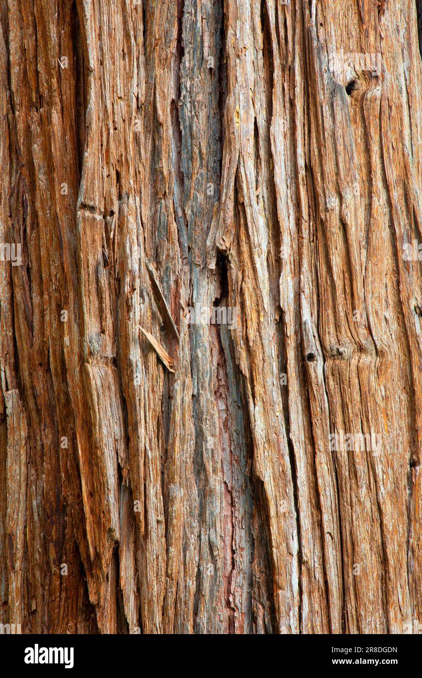 Weihrauch-Zedernrinde (Calocedrus decurrens), Metolius Wild and Scenic River, Deschutes National Forest, Oregon Stockfoto