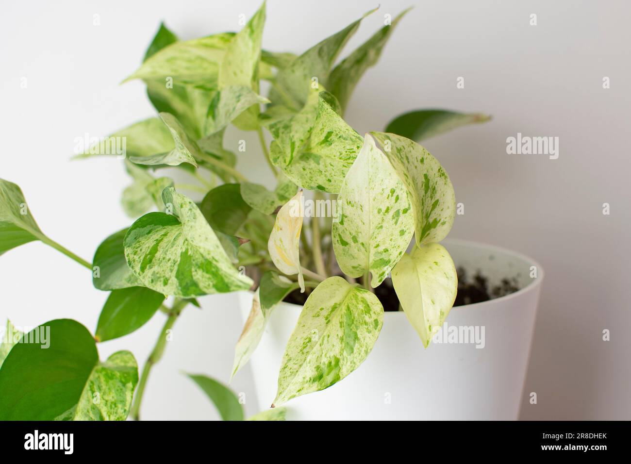 Die weißen und grünen bunten Blätter der Marmorkönigin Pothos (Schneekönigin Pothos) Stockfoto