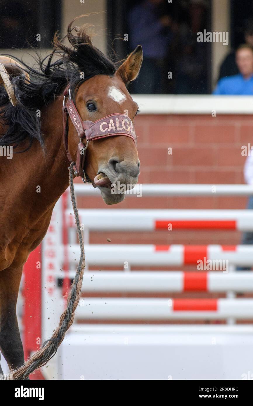 Ein Sattelpferd, das nach einem Cowboyritt beim Calgary Stampede Rodeo die Zunge herausragt Stockfoto