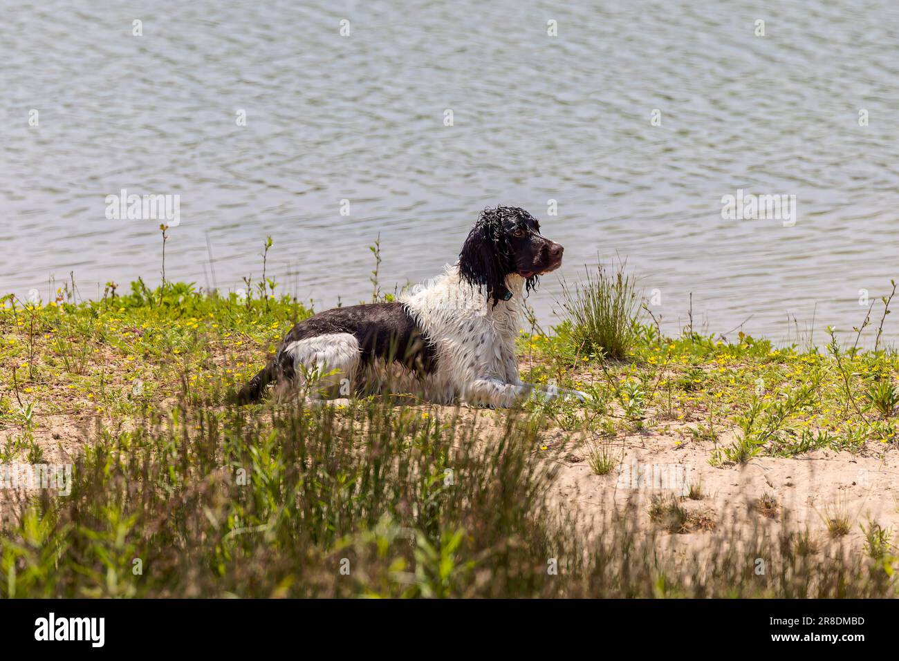 Englischer springer-Spaniel während des Trainings Stockfoto