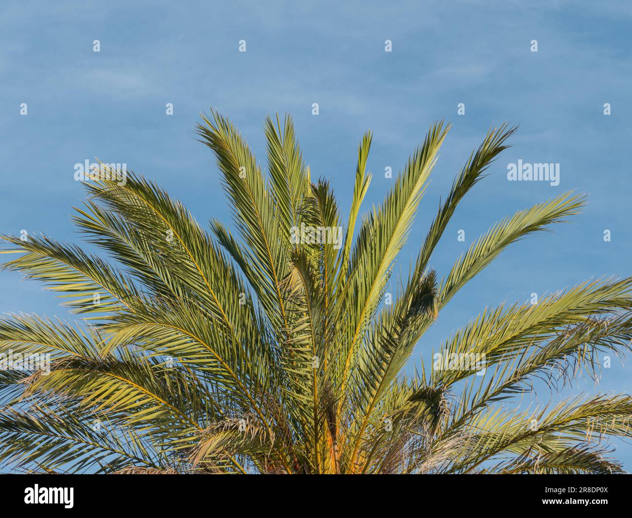 An einem sonnigen Tag im Freien können Palmenblätter und der blaue Himmel der phoenix-Daktylifera gedatiert werden Stockfoto