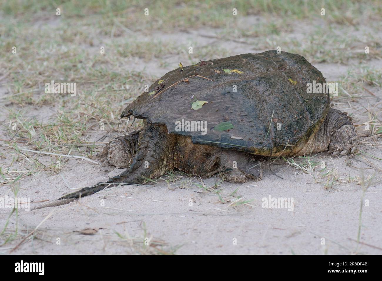 Seitenansicht der vorderen und hinteren Beine und des Schwanzes einer gewöhnlichen Schnappschildkröte, Chelydra serpentina. Stockfoto