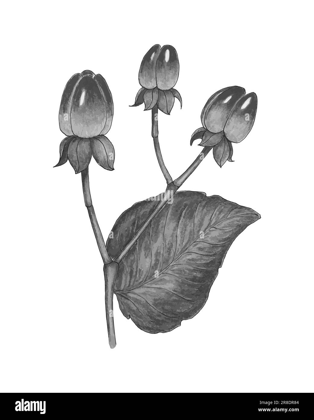 Hypericum androsaemum Monochrom, handgezeichnet, mit Beere und Blatt. Vektordarstellung Stock Vektor
