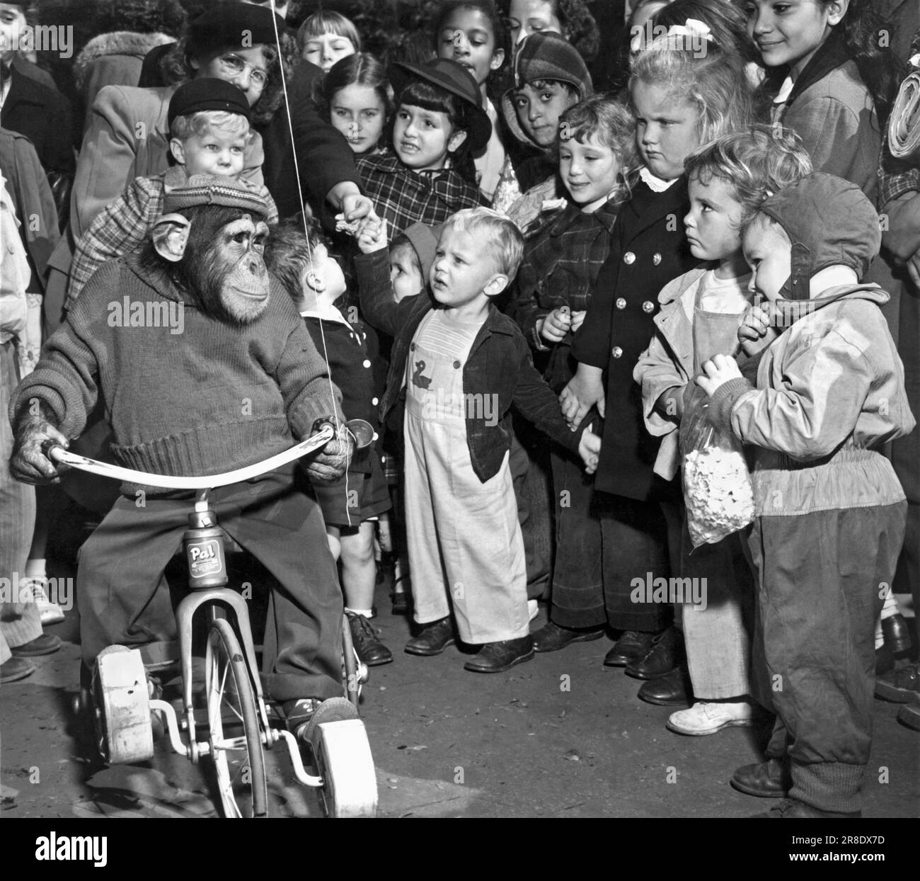 New York, New York: 14. Oktober 1947. Mike, der Schimpanse im Central Park Zoo, unterhält die kleinen Kunden im Zoo. Stockfoto